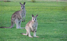 Leslie Cottage - Accommodation Yamba 6