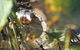 Corroboree Park Tavern - thumb 6