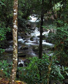Daintree Secrets Waterfall Sanctuary - Accommodation Yamba 1