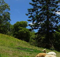 Wattle Gully Retreat - Accommodation Yamba