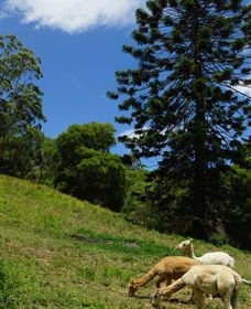 Wattle Gully Retreat - Accommodation Yamba 0