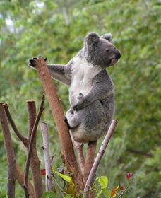 Wattle Gully Retreat - Accommodation Yamba 2
