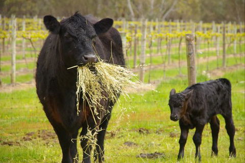 Naimanya Cottage - Accommodation Yamba 5