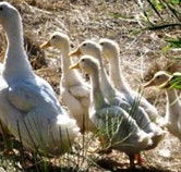 Duck Duck Goose Bed and Breakfast - Accommodation Yamba