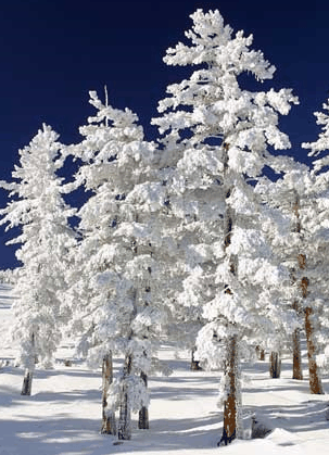 Mt Buller Apartment Management Services - Accommodation Yamba