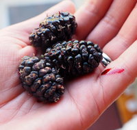 Baileys Lane - Accommodation Yamba