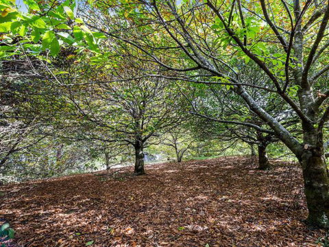 Cape Cottages - Accommodation Yamba 4