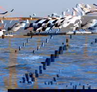 Pelican Perch Retreat - Accommodation Yamba