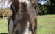 Kingbilli - thumb 8