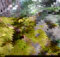 Fernhook Falls Camp at Mount Frankland South National Park - Accommodation Yamba