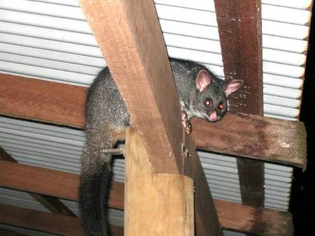 Pemberton  Forrest Cottages  - Accommodation Yamba 0