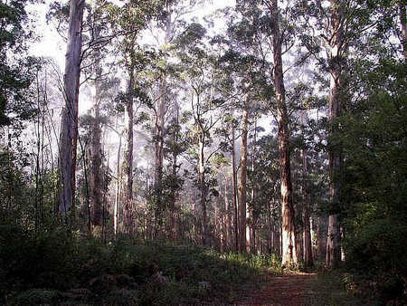 Pemberton  Forrest Cottages  - Accommodation Yamba 1