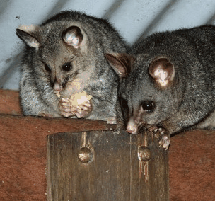 Pemberton  Forrest Cottages  - Accommodation Yamba 4