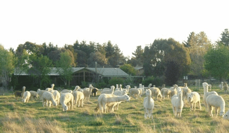 Glenhope Alpacas Self Contained Bb/farmstay - Accommodation Yamba
