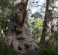 Valley of the Giants Cottage - Accommodation Yamba