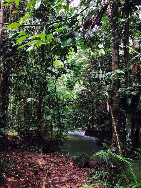 Daintree Wilderness Lodge - Accommodation Yamba 2