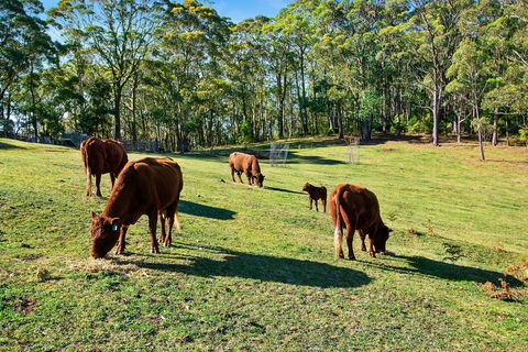 Gowan Ross Cottage - Accommodation Yamba 1