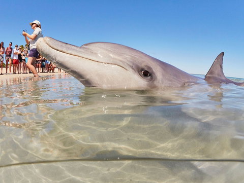 RAC Monkey Mia Dolphin Resort - Accommodation Yamba 2