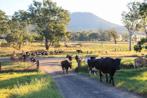 Tommerups Dairy Farmstay - Accommodation Yamba 0