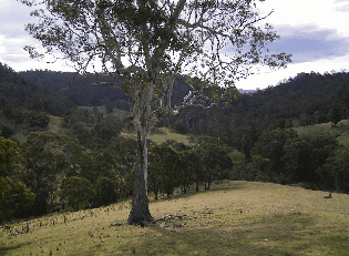 Yasuragi Cabins - Accommodation Yamba 1