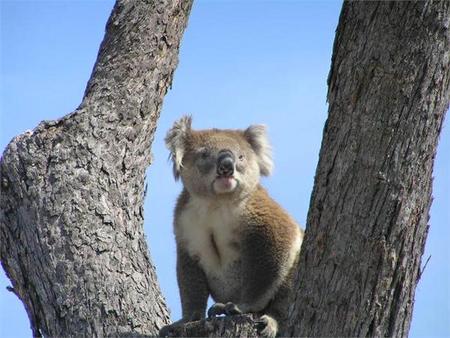 Paynesville VIC Accommodation Yamba