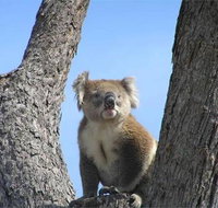 Resthaven Caravan Park - Accommodation Yamba