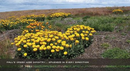 Alpine View Apartments - Accommodation Yamba 0