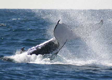 Whale Watching Sydney - Accommodation Yamba 0
