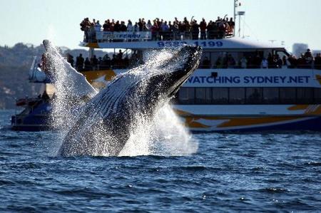 Whale Watching Sydney - Accommodation Yamba 1