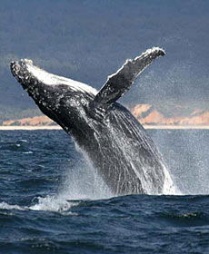 Whale Watching Sydney - Accommodation Yamba 2