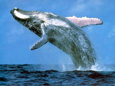 Whale Watching Sydney - Accommodation Yamba 3
