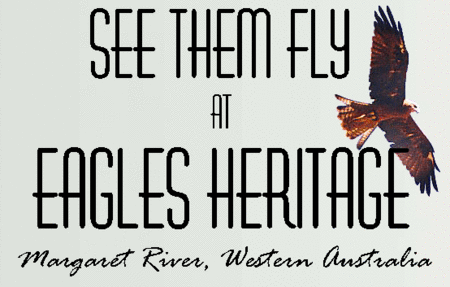 Eagles Heritage Raptor Wildlife Centre - Accommodation Yamba
