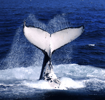 Brisbane Whale Watching - Accommodation Yamba
