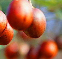 Tropical Fruit World - Accommodation Yamba