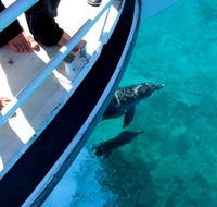 Pelican Charters - Accommodation Yamba