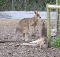 Jirrahlinga Koala  Wildlife Sanctuary - Accommodation Yamba