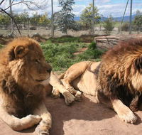 Mansfield Zoo - Accommodation Yamba