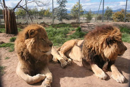Mansfield Zoo - Accommodation Yamba 0