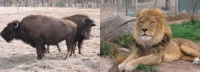 Mansfield Zoo - Accommodation Yamba 3