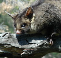 Moonlit Sanctuary Wildlife Conservation Park - Accommodation Yamba