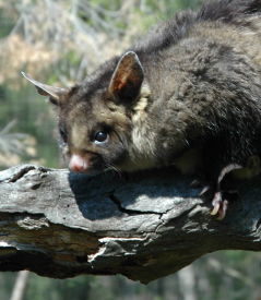Moonlit Sanctuary Wildlife Conservation Park - Accommodation Yamba 0