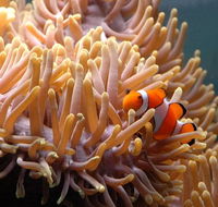 Reef HQ Great Barrier Reef Aquarium - Accommodation Yamba