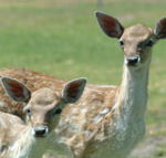 Marapana Wildlife Park - Accommodation Yamba