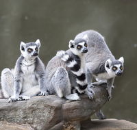 Adelaide Zoo - Accommodation Yamba
