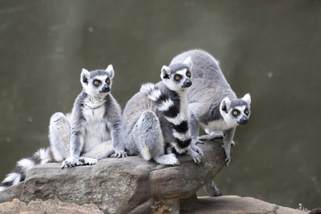 Adelaide Zoo - Accommodation Yamba 0