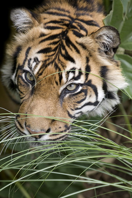 Adelaide Zoo - Accommodation Yamba 1