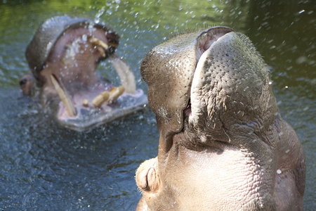 Adelaide Zoo - Accommodation Yamba 2