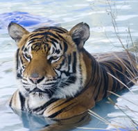 Zoo Doo Wildlife Park - Accommodation Yamba