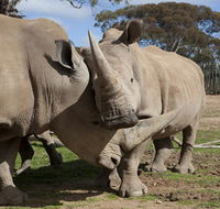 Monarto Zoo - Accommodation Yamba