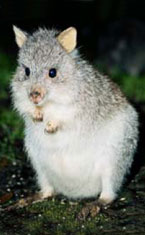 Warrawong Wildlife Park - Accommodation Yamba 1